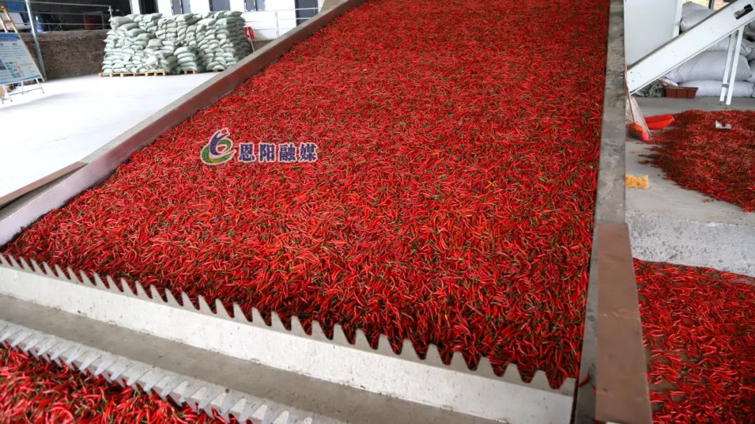 奔跑“镇”前方丨上八庙镇：小辣椒种成大产业
