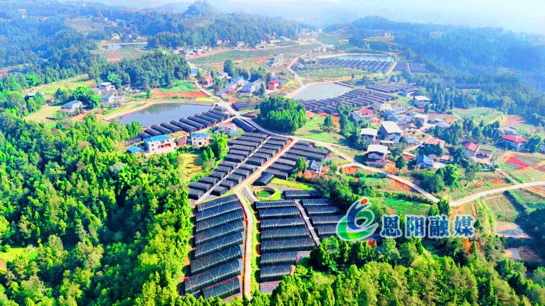 奔跑“镇”前方丨明阳镇：党建引领，集体经济焕发新活力