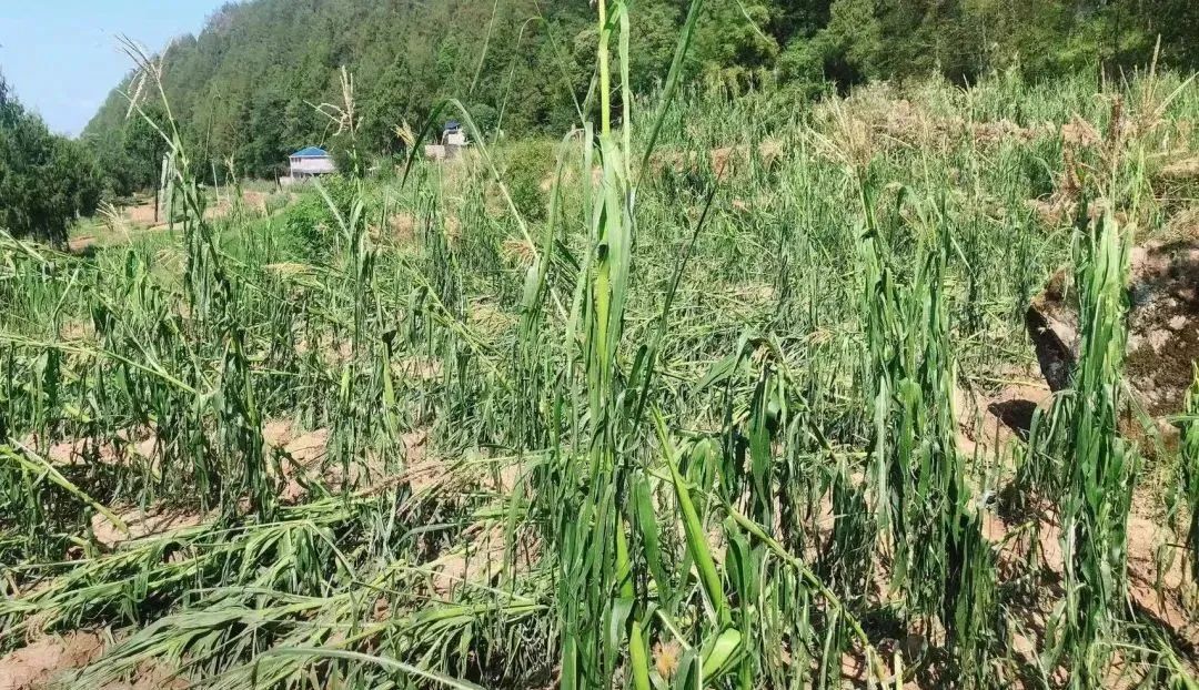 杨波深入受灾一线查看灾情指导抗灾自救工作