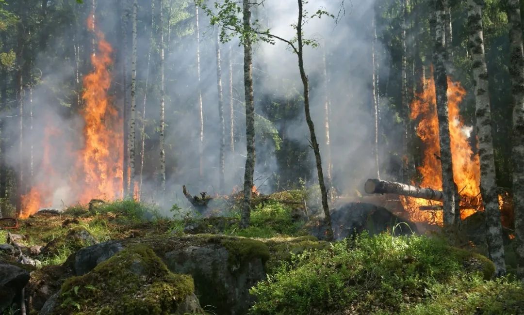 紧绷“安全弦”！森林防火知识请牢记